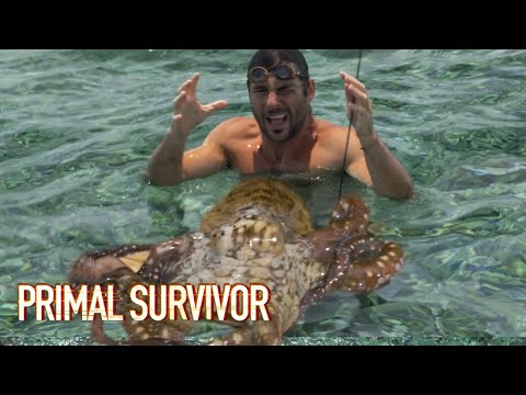 Catching a Camouflaging Reef OCTOPUS | Primal Survivor