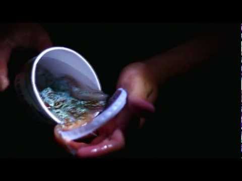 Catching a Reef Octopus