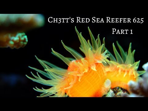 Ch3tt's Red Sea Reefer 625 XXL PART 1