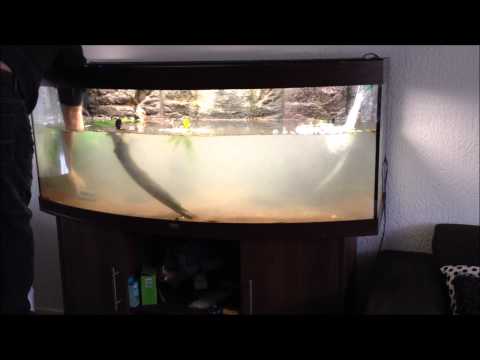 Chalak Vision450 Juwel aquarium + Eheim 2080 prof 3 (اسماك الزينة .)