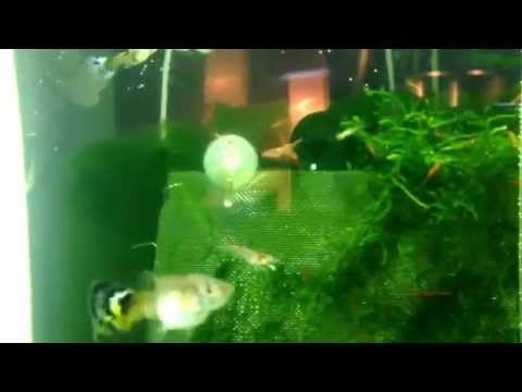 Cherry shrimps in biorb life 60