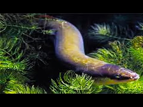 China Girl Came To A Magical Beach, Giant Eel, Giant Crab And Octopus