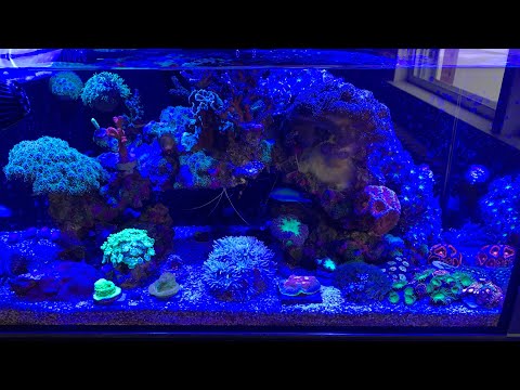 Chino’s innovative marine fusion 20 mixed reef tank