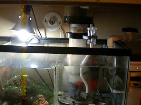 Cleaning Reef Octopus 152S Skimmer cup