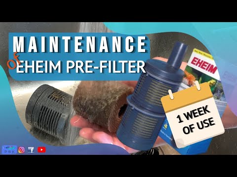 CLEANING the EHEIM pré filter Sponges on the FLUVAL FX6 inflow