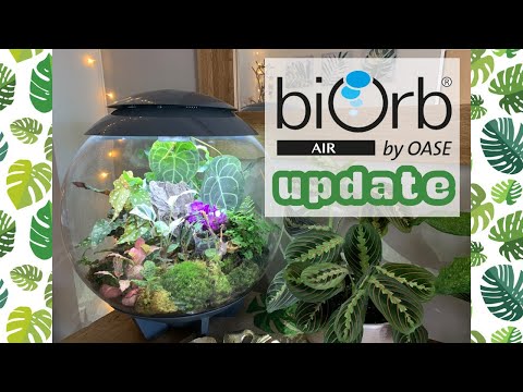 Climb Inside The biOrb AIR Terrarium With Me! ???