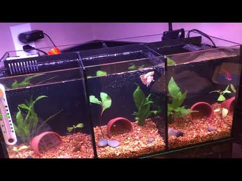 Close up of the Aqua One Betta Trio Tank