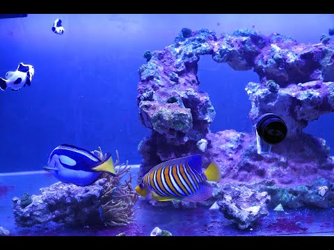 Cloudy/Algae water is finally Clear! Relaxing update!