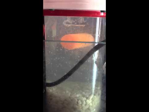 Co2 bubble magus