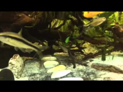 Co2 pressurised aqua scaping in juwel aquarium