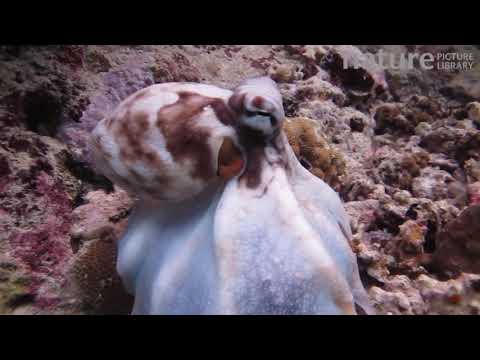 Common reef octopus hunting, changing colour for camouflage, Uepi Island, Solomon Islands.