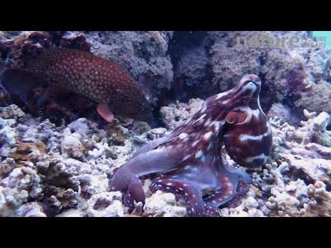 Common reef octopus hunting, with Coral trout following to pick up scraps, Uepi Island, Solomon Isla