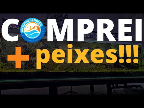 COMPREI MAIS PEIXE! agora meu aquario fica lotado hahahahah