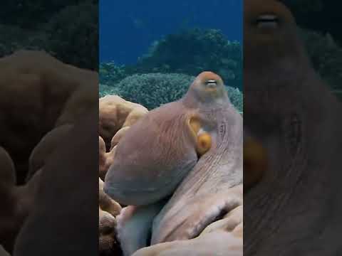 Coral reef octopus