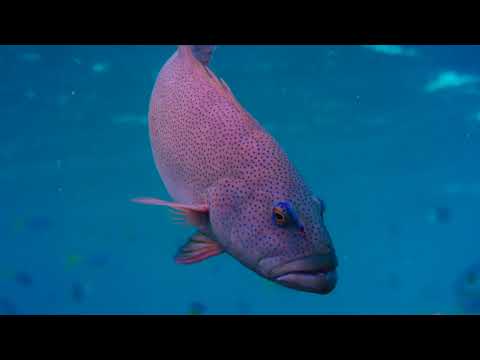 Coral Reefs