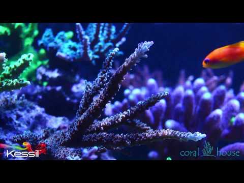 CoralHouse Display Tank under 2 x Kessil A360WE