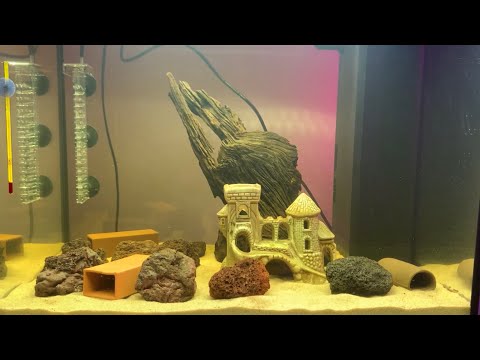 'Corona' Juwel Aquarium Setup Part 4 #00004