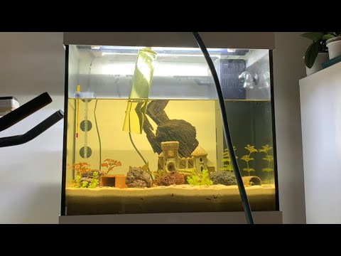 'Corona' Juwel Aquarium Setup Part 6