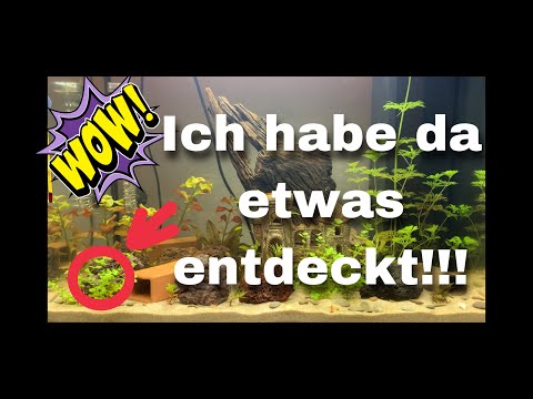 'Corona' Juwel Aquarium Setup Teil 7