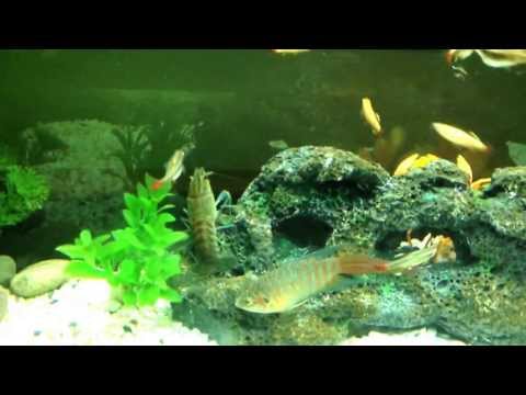 Crayfish and blue paradise in the 96 rekord juwel tank