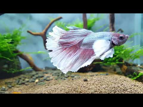 Запуск аквариума (Aquael Leddy Mini 35)