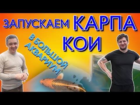 Запускаем карпа кои в большой аквариум. Карпы кои