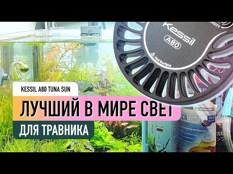 Лучший в мире свет для травника. Обзор светильника Kessil A80 Tuna Sun