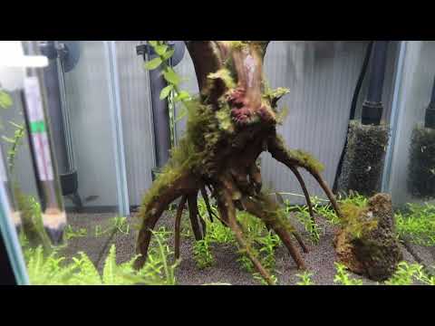Мои ошибки AQUAEL SHRIMP SET DAY & NIGHT 20