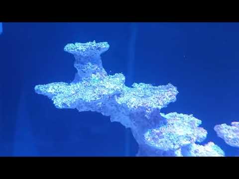 Морской аквариум 3 месяца после запуска