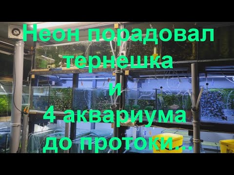 Неон порадовал, тернешка на нерест и 4 аквариума до протоки…