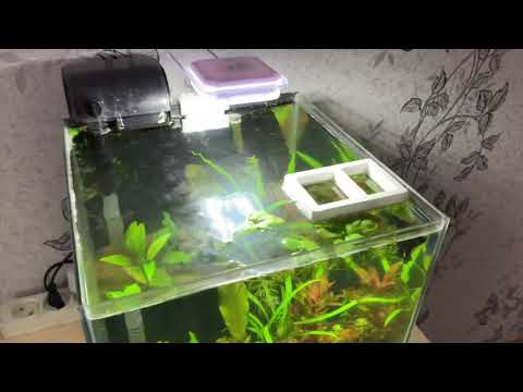 Фильтр Aquael Versmax Mini в аквариуме 30л