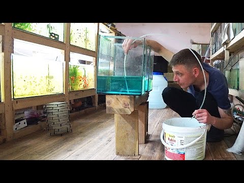 Хорошие выводки данио и хасемании