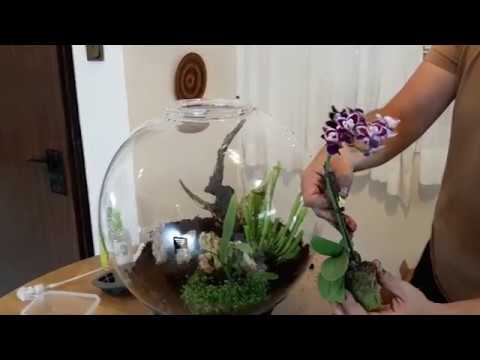 הקמה ביואורב 60 של אואזה –  Biorb air 60 Oase setup