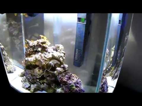 Darko's Marine Aquarium – FLUVAL EDGE 46L