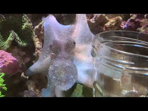Dax the Caribbean Reef octopus reef garden