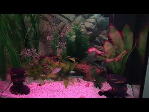 Day 13 70 Litre Juwel Aquarium
