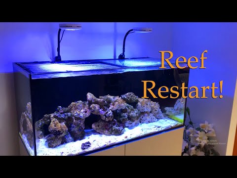 Day 30 – Red Sea Reefer 350 (Reef Restart)
