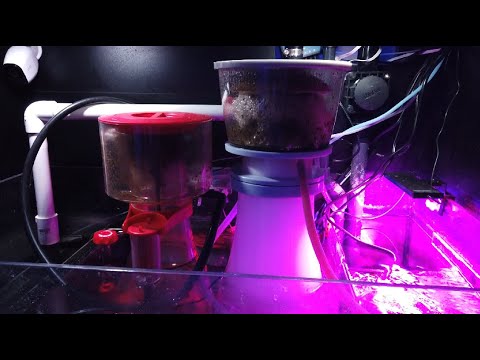 Day 8 for Red Sea Reefer RSK 600 Versus Nyos 220