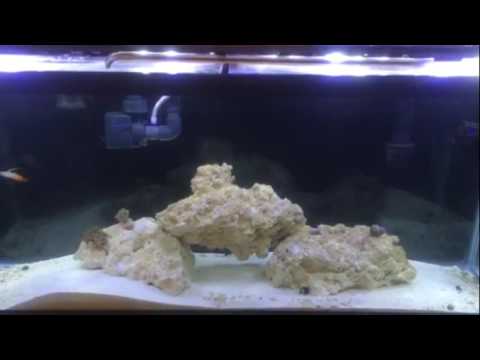 ~DAY SEVENTY~ REEF OCTOPUS CLASSIC 100 HOB PROTEIN SKIMMER UNBOXING AND REVIEW