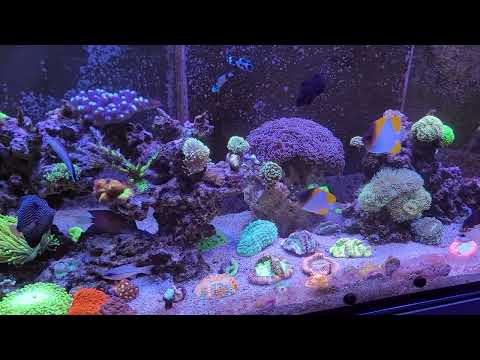DeLs Red Sea Reefer 750 XXL V3