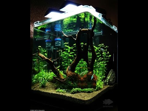 Dennerle Nano 30L  + Eheim Aquacompact 60