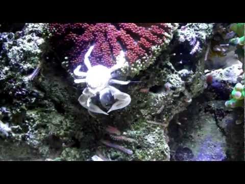Dennerle Nano Cube Reef Tank -IV- ( no Marinus )