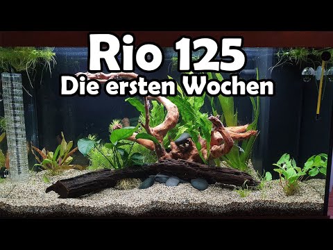 Die ersten Wochen Juwel Rio 125 (108)