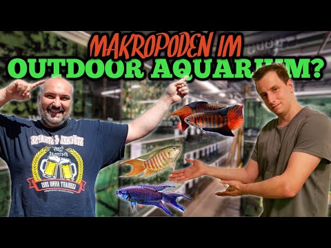 Die passenden Fische für mein Outdoor Aquarium?