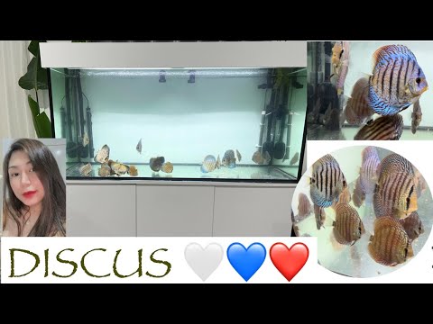 DISCUS | EATING TIME • B Stories