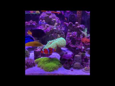 Diving Into The Main Display Of The Innovative Marine NUVO EXT 50 Lagoon