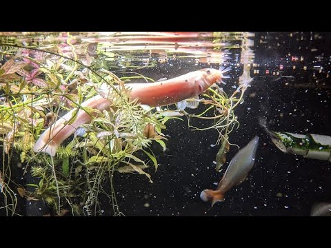 Dojo Loaches are WEIRD and I Love Them!