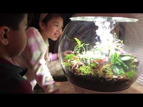 Dragon scale Alocasia, miniature orchids &  rare plants haul on BiOrb Terrarium
