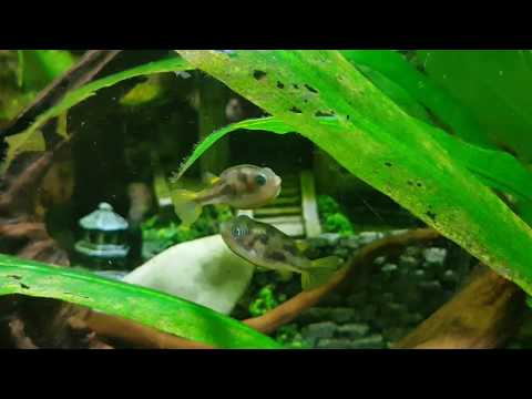 Dwarf puffers in a Juwel-tank (120 l / 31,7 us gallon)