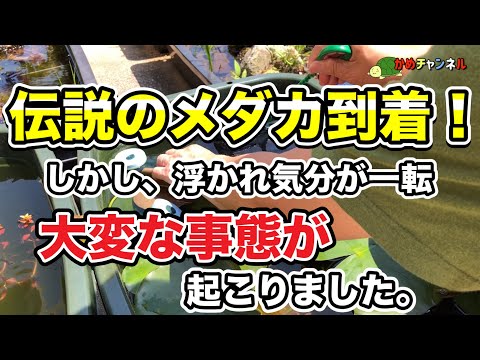 【メダカ初心者】あの伝説のメダカが到着　しかし、浮かれ気分が一転、大変な事態が起こりました。